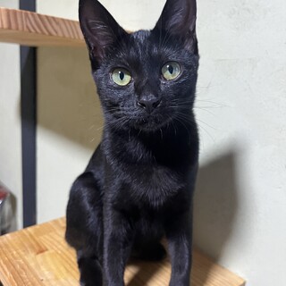 でかくろ　黒猫　女の子　9ヶ月