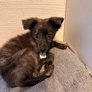 ［募集終了］琉球犬MIXおすみちゃん