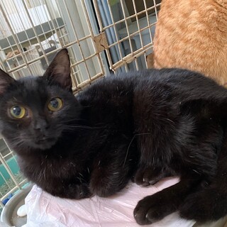 大きな大きなお目目の黒猫 やくも君去勢済