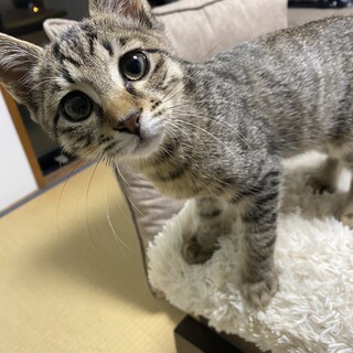 マヌケ顔が可愛い茶の助３ヶ月