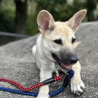 ももたくんの家族募集(譲渡会参加条件)