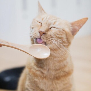 人見知り一切無し！愛想最高な茶々さん【大阪市】