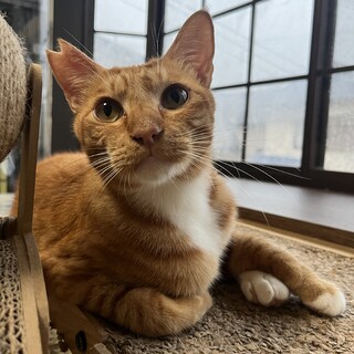 こん君　茶白　男の子　推定2歳