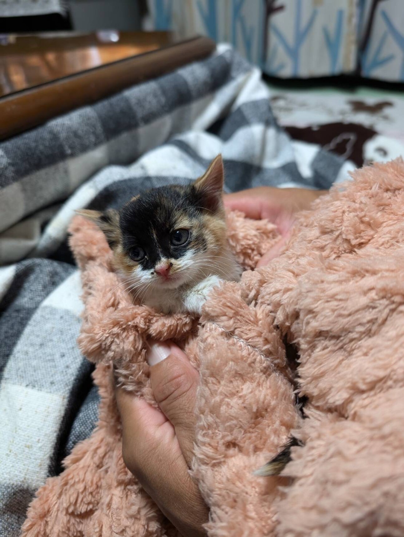 猫　使用期間１ヶ月 1726711.jpeg