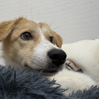 香川からレスキュー！　かっこいいポプラ君