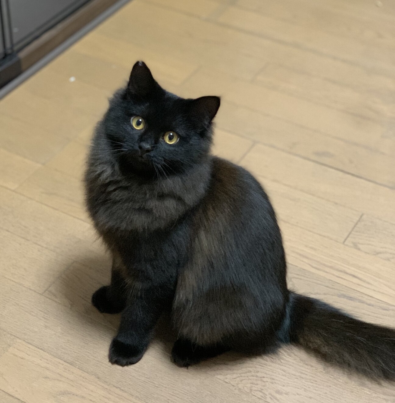 ゴージャス長毛黒猫さん家族募集」千葉県 - 猫の里親募集(506126