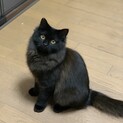 ゴージャス長毛黒猫さん家族募集