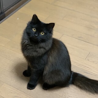 ゴージャス長毛黒猫さん家族募集