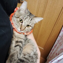 保護ねこのおうち探し・ねこの譲渡会/名古屋市瑞穂区