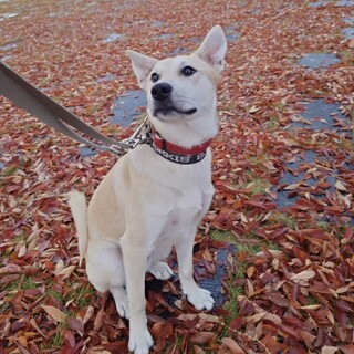 生後7ヶ月大型パピー