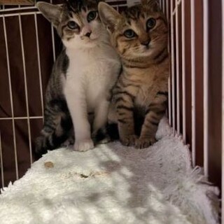 とても可愛い甘えん坊の３か月兄妹！