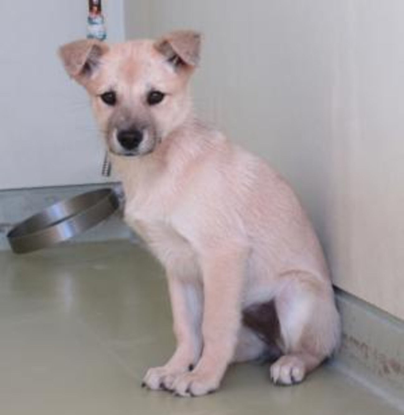 素朴な可愛さ♡子犬のいろ」岡山県 - 犬の里親募集(506133