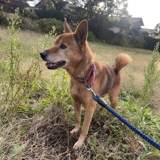 まだまだ元気！お散歩大好きロクくん