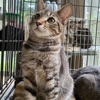 幸せを引寄せる鍵しっぽのキジトラ はくたか君去勢済