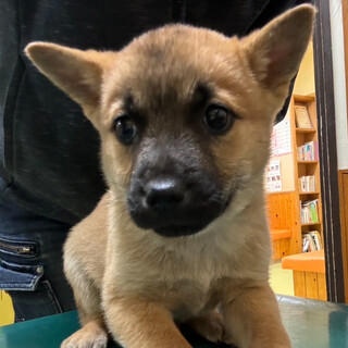 猫とも可　生後2か月中型犬仔犬男の子