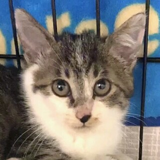 人が大好きでとても懐っこいジオ君