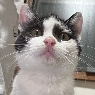 鼻の下のほくろがチャームポイント！2ヶ月♂