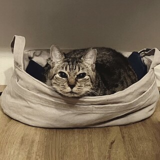 ＼＼甘えん坊さん／／りすちゃん多頭崩壊レスキュー