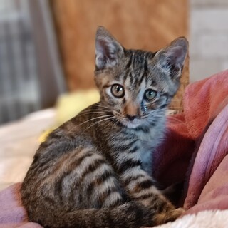 あまえんぼさんのあすみ