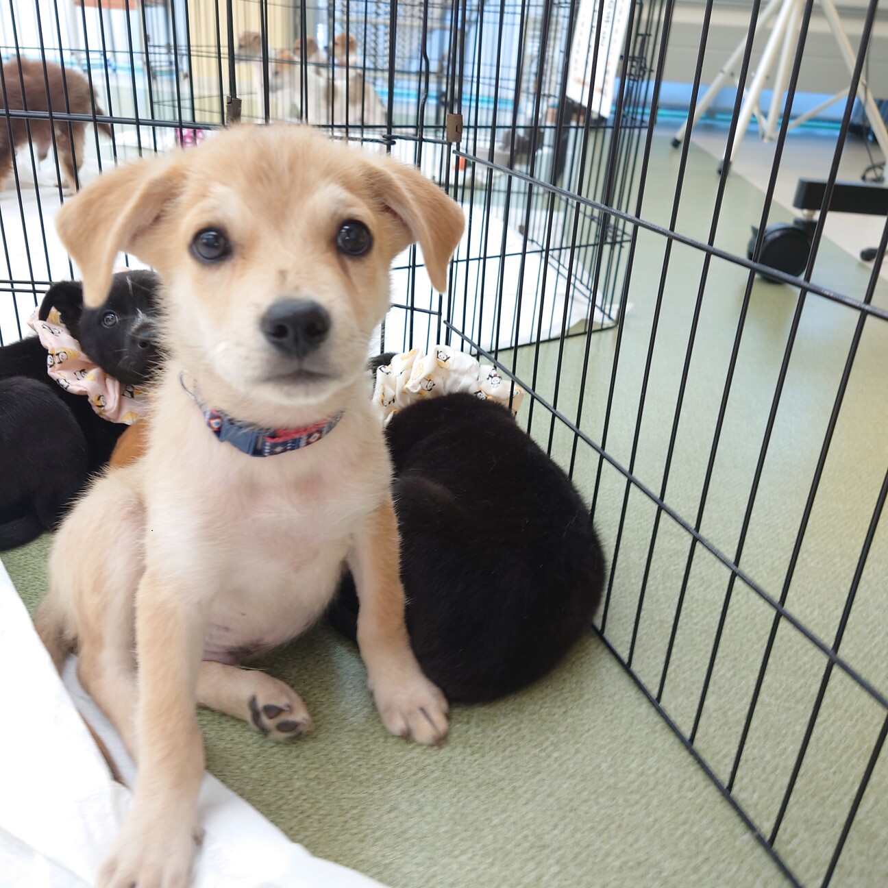 ダッフィーの様に愛らしい」大阪府 - 犬の里親募集(506162
