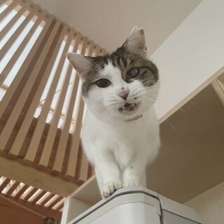 ＼＼しょぼ顔好き必見／／多頭崩壊レスキュー