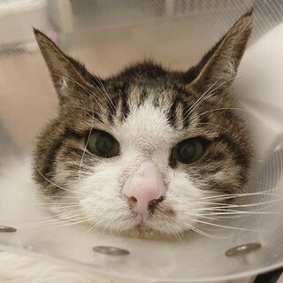 抱っこ大好き！甘えん坊おじさん猫