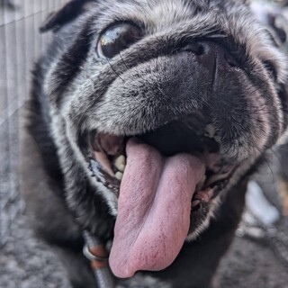 ただただかわいい黒パグの「黒蜜」