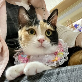 人馴れしてるミケ猫