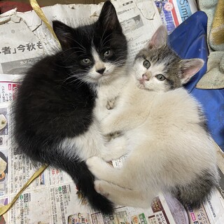 仲良し子猫兄妹の里親を募集しています！