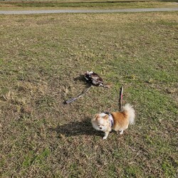 「淀川河川敷にて」サムネイル3