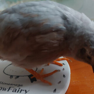 ヒメウズラ オス 里親様決まりました