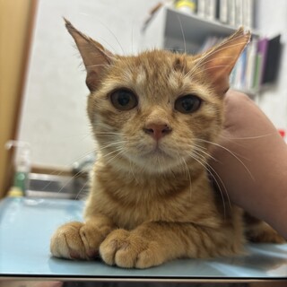 おっとり茶トラの女の子！避妊済み