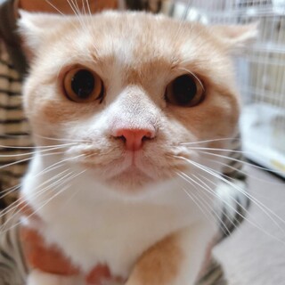 多頭飼育崩壊レスキュー・シンバル