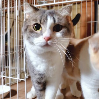 多頭飼育崩壊レスキュー・ティンパニ