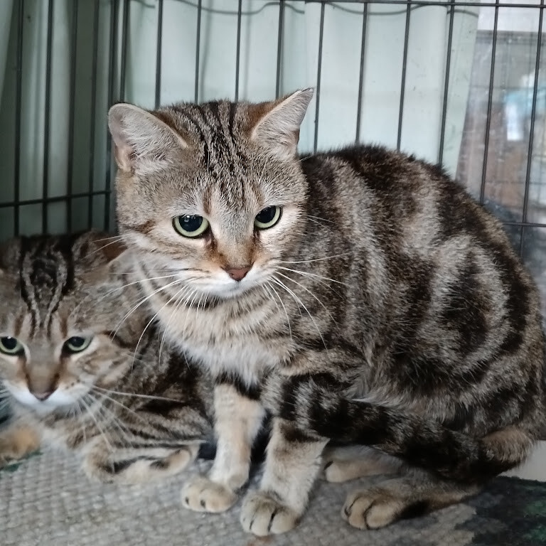 まだビビりだけど穏やかな...」東京都 - 猫の里親募集(506191) 2枚目の 