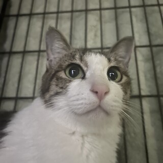 キジ白の母猫！怖がりさん