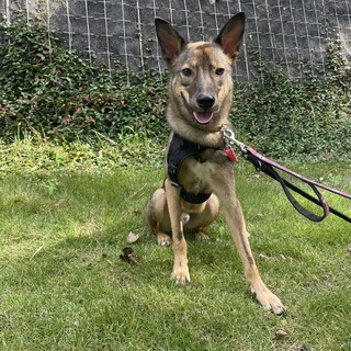 雑種甘えん坊な男の子