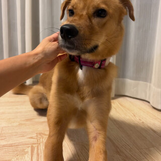 おちゃめな4歳　女の子　