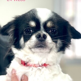 24-W235 とってもお利口です♪