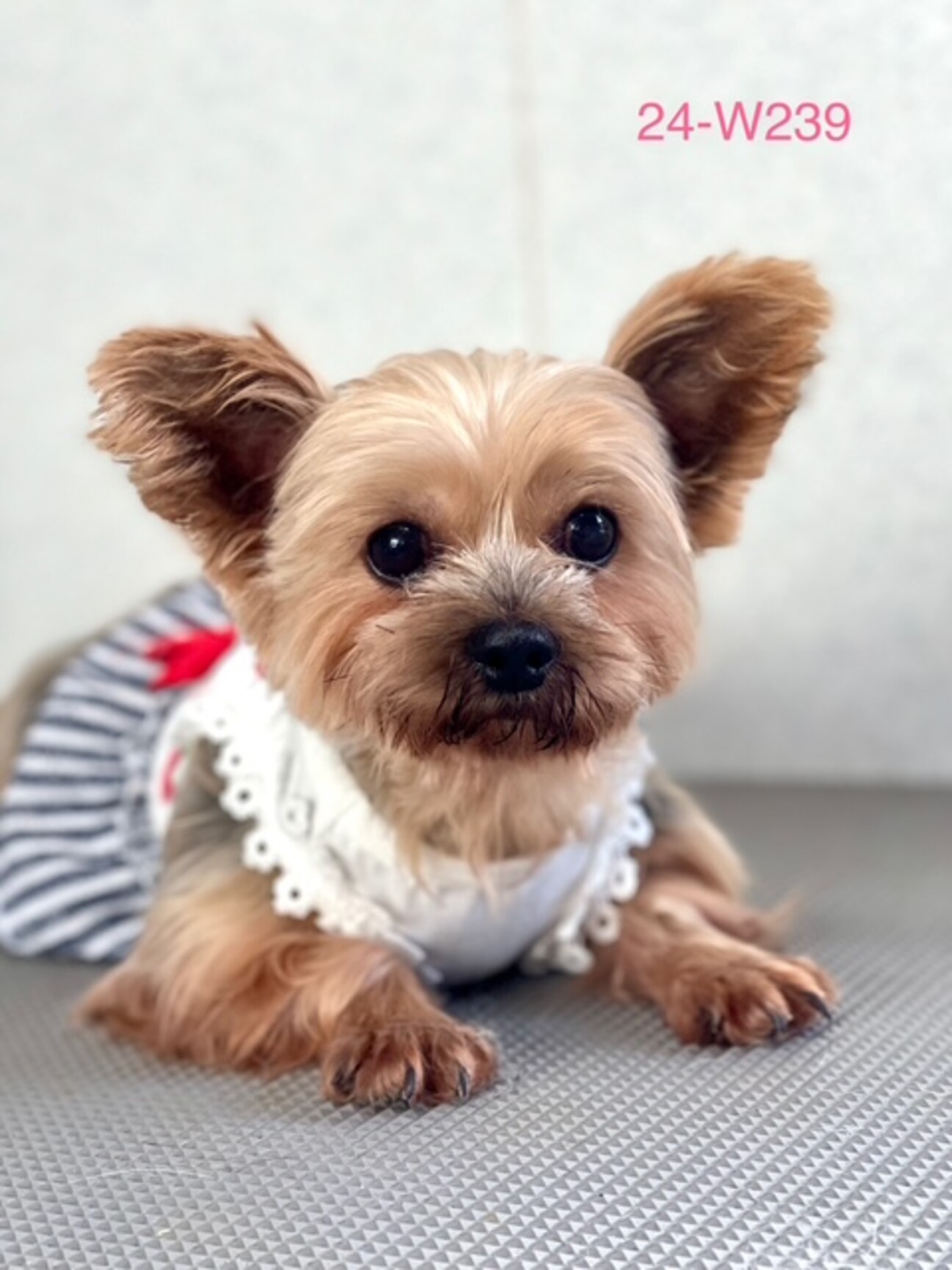 24-W239 可愛すぎ...」滋賀県 - 犬の里親募集(506199) :: ペットの 