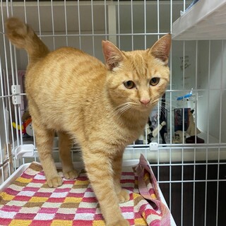 茶トラのもとくんのトライアルＯＫ！（予約中）