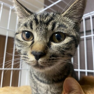 キジのおみくんトライアルＯＫ！（予約中）