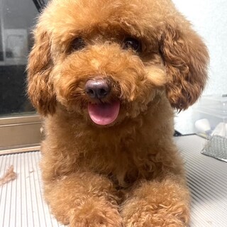 24-W240　おこちゃまプードル♪