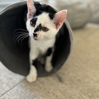 キュートな白黒仔猫(男子)