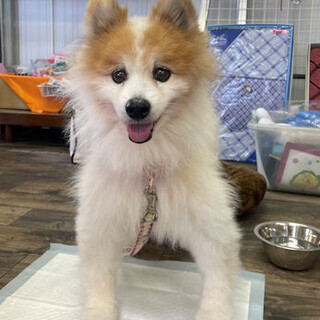 お話し中【ソル】とても穏やかな愛嬌のある男の子♪