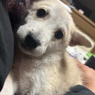 不安そうなお顔を笑顔にしてください