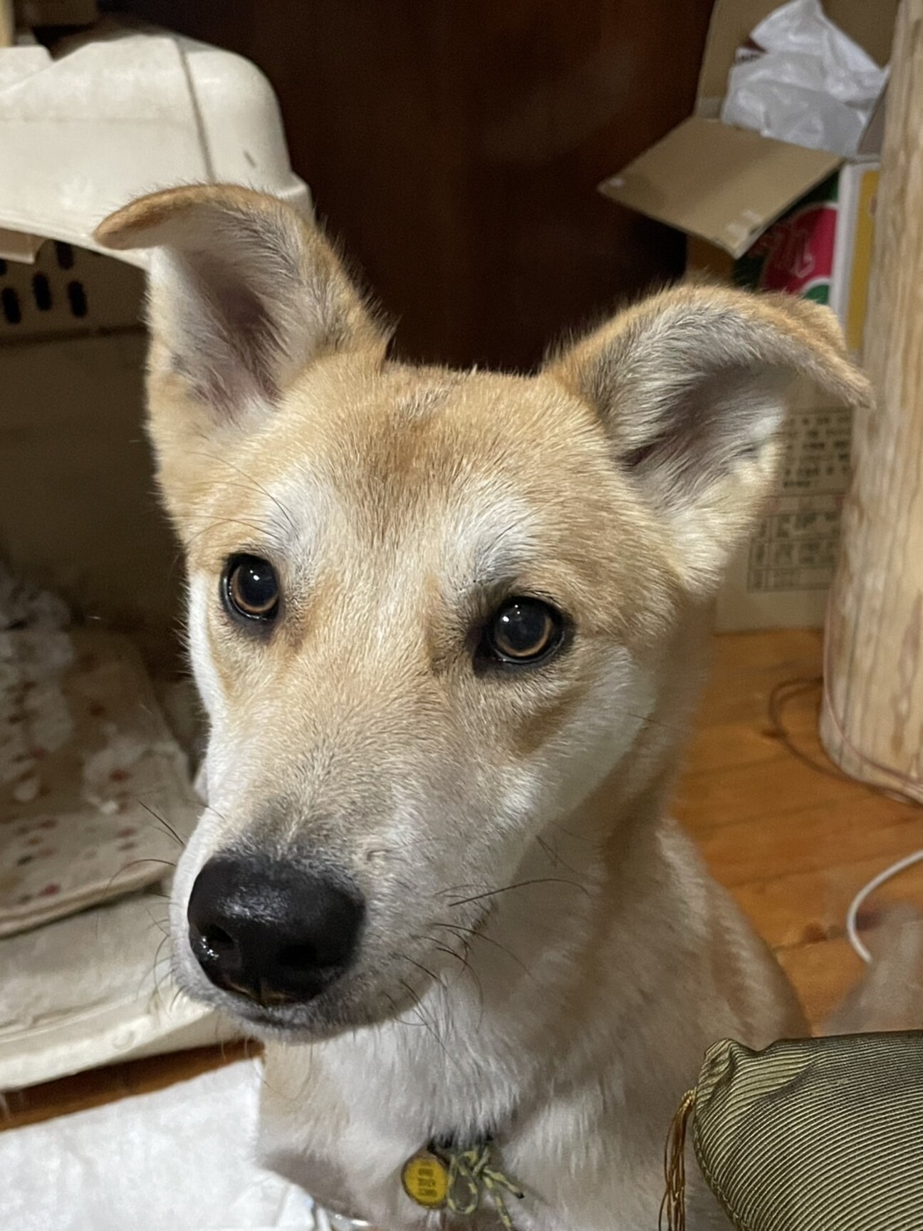 懐っこい、わんぱく風太」山梨県 - 犬の里親募集(484289