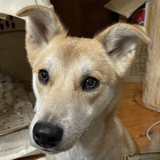 懐っこい、わんぱく風太