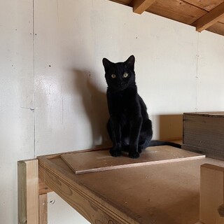 黒猫のオスで仲間達のリーダー猫。【エイズ陽性】