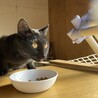黒猫のオスで仲間達のリーダー猫。【エイズ陽性】 サムネイル2